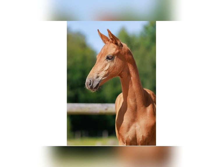 Schwedisches Warmblut Hengst Fohlen (05/2025) Dunkelfuchs in Flyinge