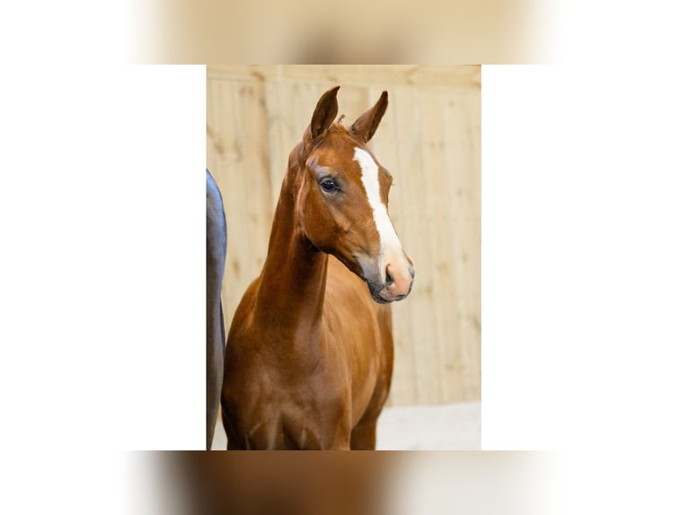 Schwedisches Warmblut Hengst Fohlen (05/2025) Dunkelfuchs in Flyinge