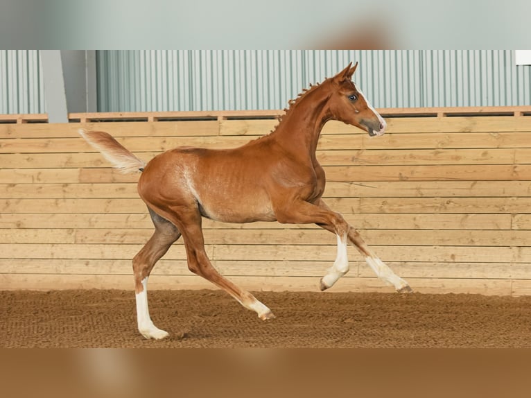 Schwedisches Warmblut Hengst Fohlen (04/2026) Fuchs in Flyinge
