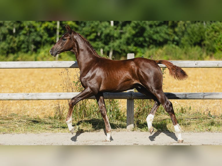 Schwedisches Warmblut Hengst Fohlen (04/2026) Fuchs in Flyinge