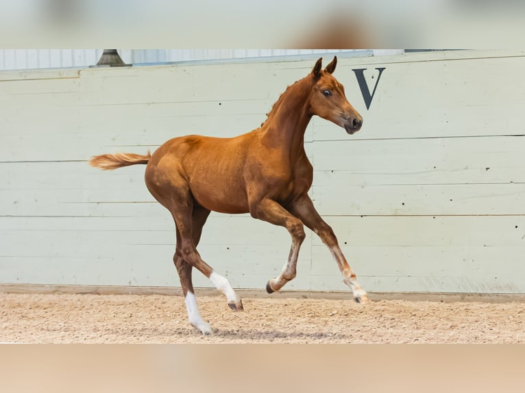 Schwedisches Warmblut Hengst Fohlen (04/2026) Fuchs in Flyinge