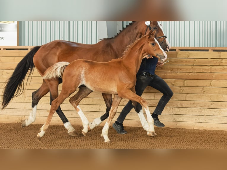 Schwedisches Warmblut Hengst Fohlen (04/2026) Fuchs in Flyinge
