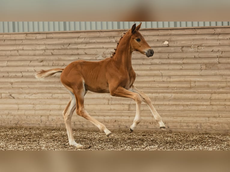 Schwedisches Warmblut Hengst Fohlen (06/2026) Fuchs in Flyinge