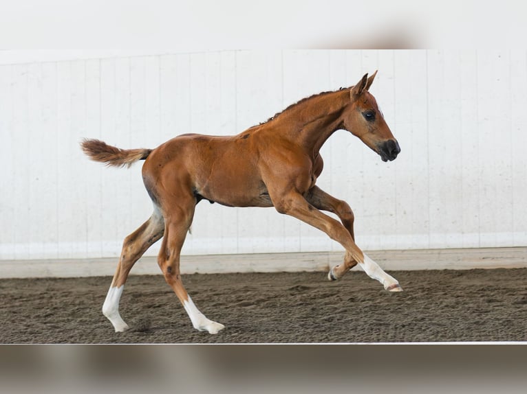 Schwedisches Warmblut Hengst Fohlen (06/2026) Fuchs in Flyinge