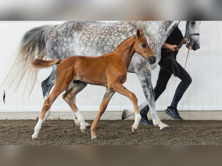 Schwedisches Warmblut Hengst Fohlen (06/2026) Fuchs in Flyinge