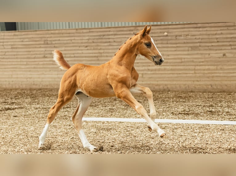 Schwedisches Warmblut Hengst Fohlen (07/2026) Fuchs in Flyinge
