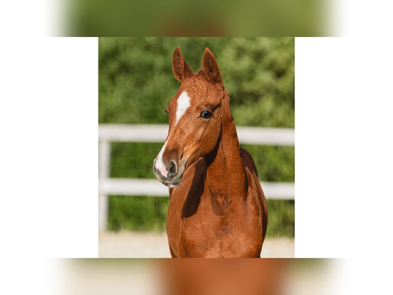 Schwedisches Warmblut Hengst Fohlen (05/2026) Fuchs in Flyinge