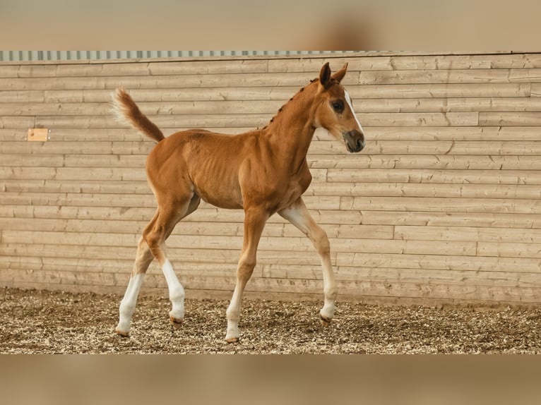 Schwedisches Warmblut Hengst Fohlen (07/2026) Fuchs in Flyinge