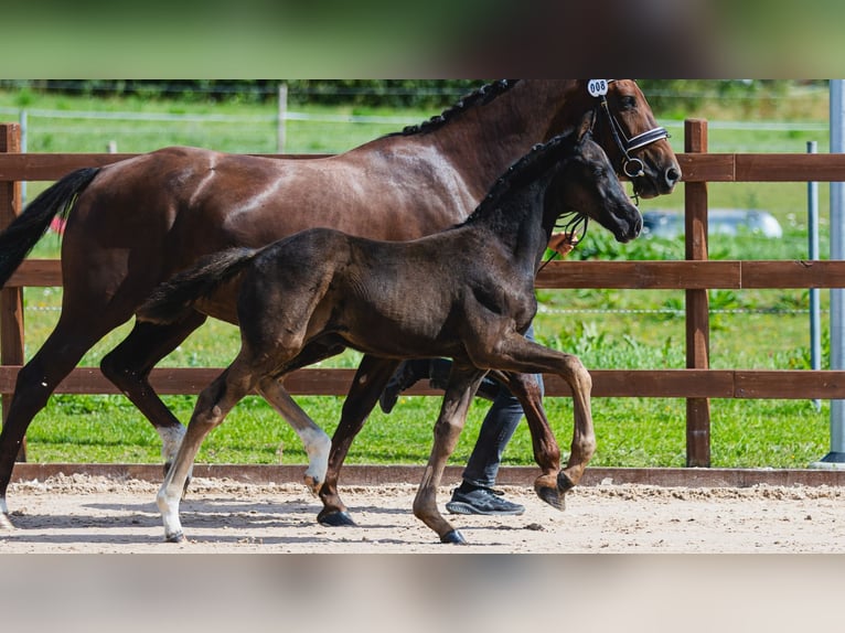 Schwedisches Warmblut Hengst Fohlen (06/2026) Rappe in Flyinge