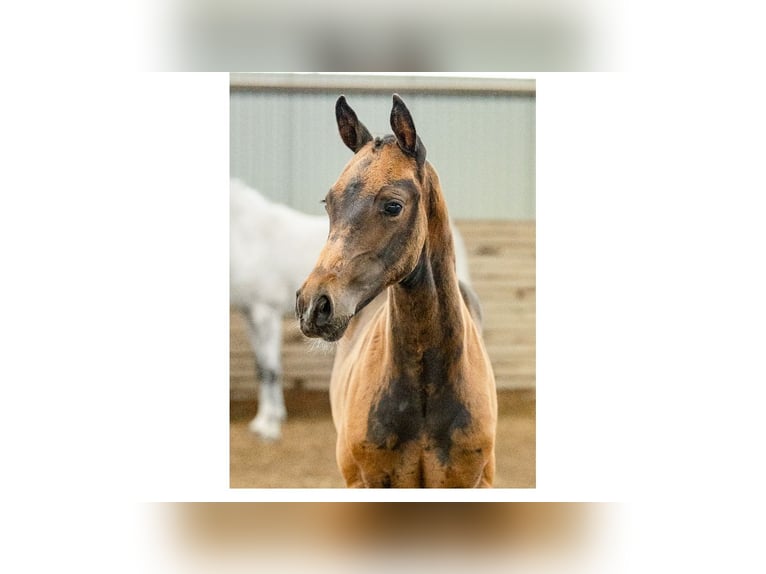 Schwedisches Warmblut Hengst Fohlen (05/2025) Rotbrauner in Flyinge