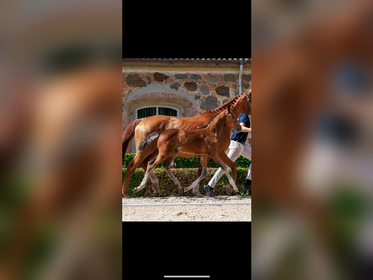 Schwedisches Warmblut Hengst Fohlen (06/2025) Rotbrauner in Uttran