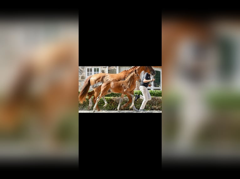 Schwedisches Warmblut Hengst Fohlen (06/2025) Rotbrauner in Uttran