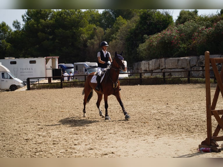 Schwedisches Warmblut Stute 10 Jahre 165 cm Falbe in Marbella