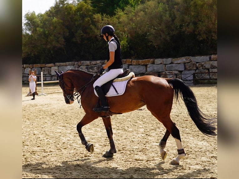 Schwedisches Warmblut Stute 10 Jahre 165 cm Falbe in Marbella