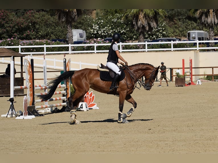 Schwedisches Warmblut Stute 10 Jahre 165 cm Falbe in Marbella