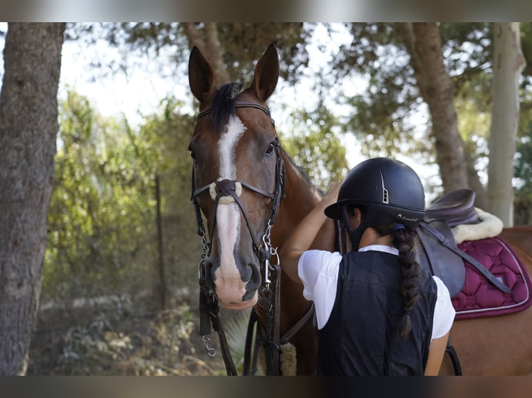 Schwedisches Warmblut Stute 10 Jahre 165 cm Falbe in Marbella