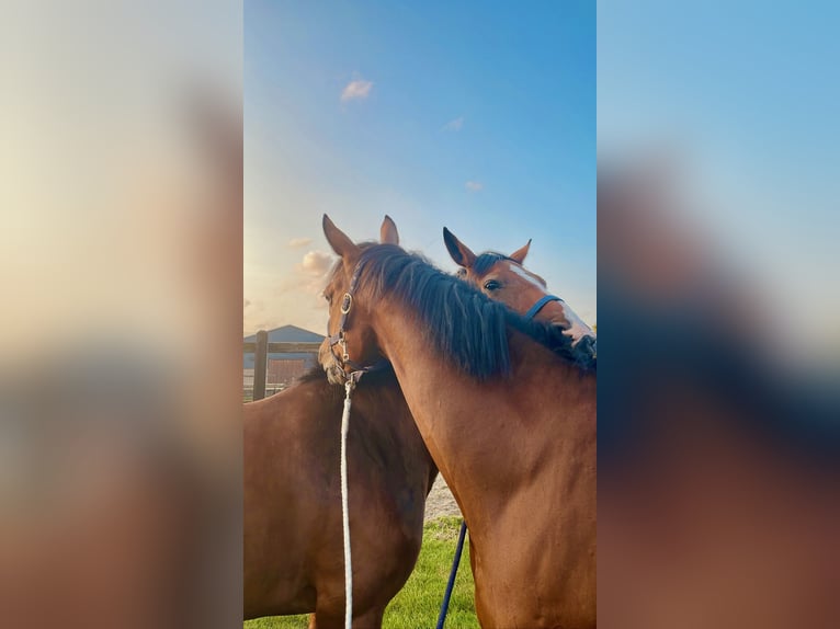 Schwedisches Warmblut Stute 10 Jahre Rotbrauner in Meterik