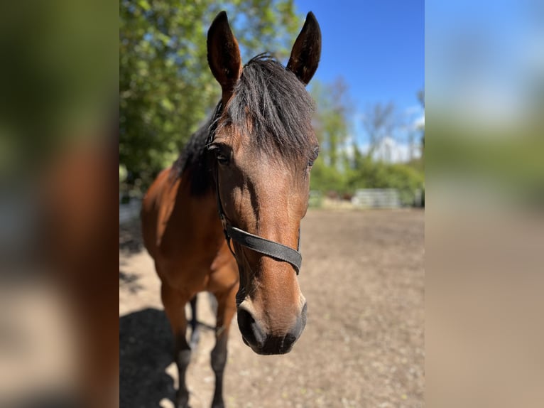 Schwedisches Warmblut Stute 11 Jahre 154 cm Brauner in Bischheim