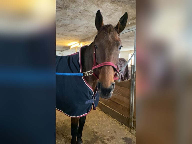 Schwedisches Warmblut Stute 11 Jahre 165 cm Dunkelbrauner in Weilheim in Oberbayern