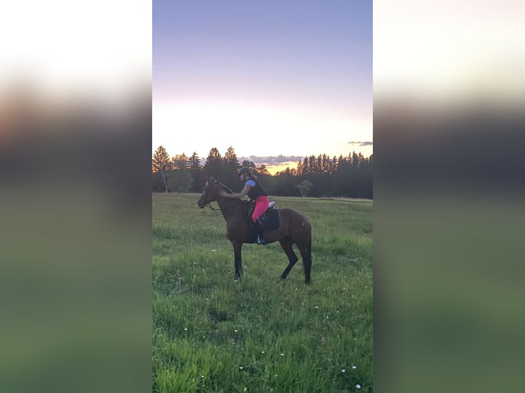 Schwedisches Warmblut Stute 11 Jahre 165 cm Dunkelbrauner in Weilheim in Oberbayern