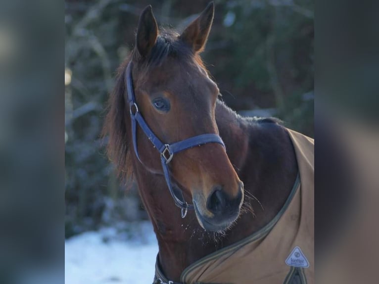 Schwedisches Warmblut Stute 11 Jahre 165 cm Dunkelbrauner in Weilheim in Oberbayern