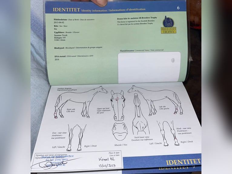 Schwedisches Warmblut Stute 11 Jahre 167 cm Brauner in Trieste