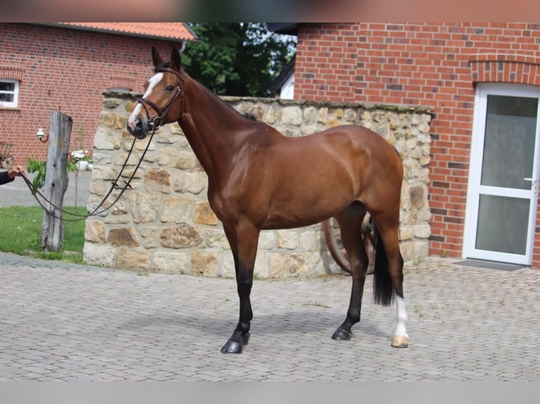 Schwedisches Warmblut Stute 11 Jahre 168 cm Brauner in Nottuln