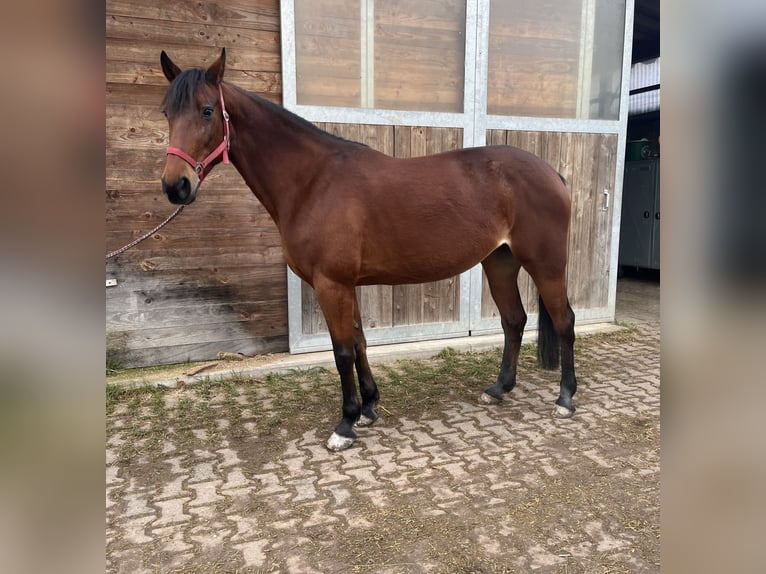 Schwedisches Warmblut Stute 12 Jahre 154 cm Brauner in Bischheim