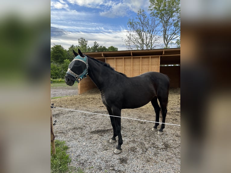 Schwedisches Warmblut Stute 14 Jahre 165 cm Dunkelbrauner in Fjärdhundra