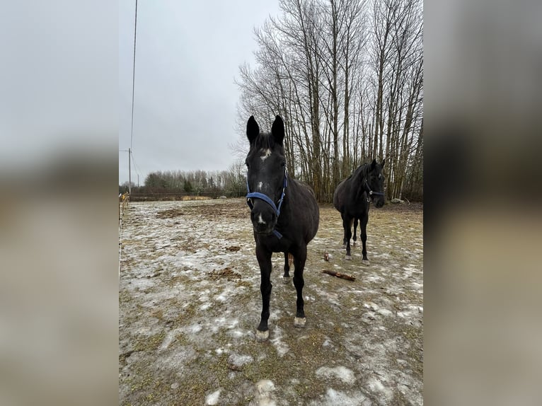 Schwedisches Warmblut Stute 14 Jahre 165 cm Dunkelbrauner in Fjärdhundra