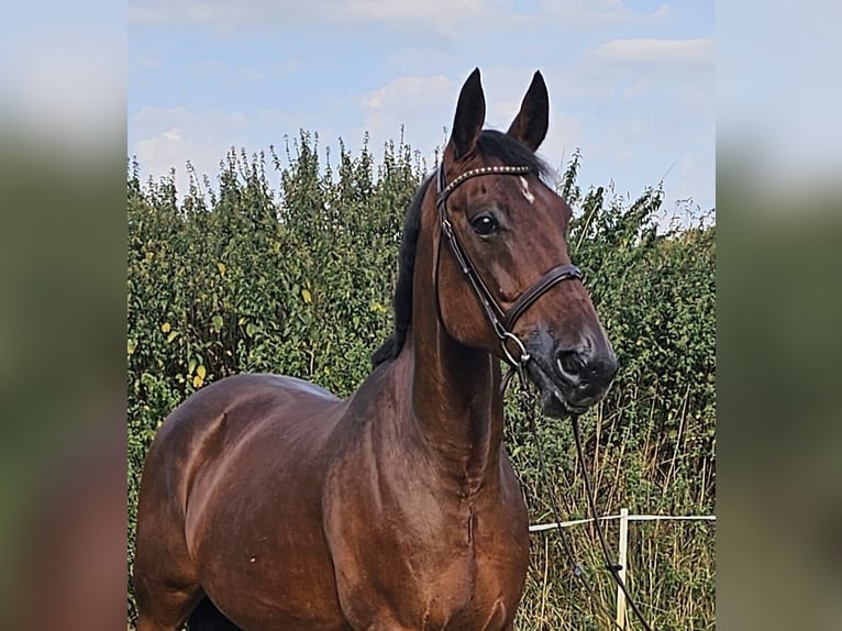 Schwedisches Warmblut Mix Stute 15 Jahre 163 cm Brauner in Leipzig