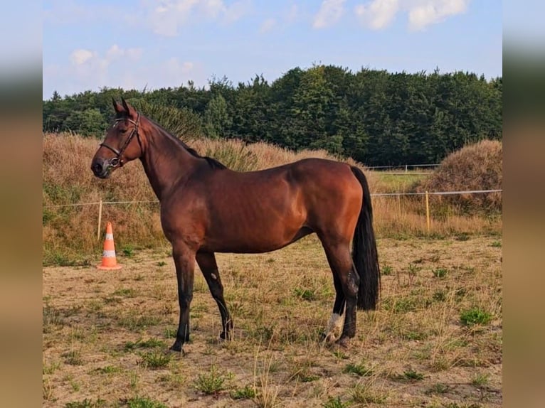 Schwedisches Warmblut Mix Stute 15 Jahre 163 cm Brauner in Leipzig