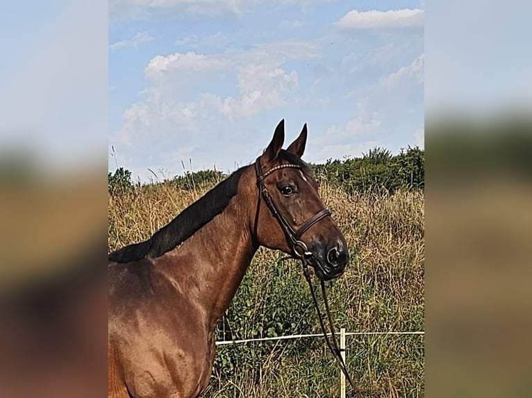 Schwedisches Warmblut Mix Stute 15 Jahre 163 cm Brauner in Leipzig