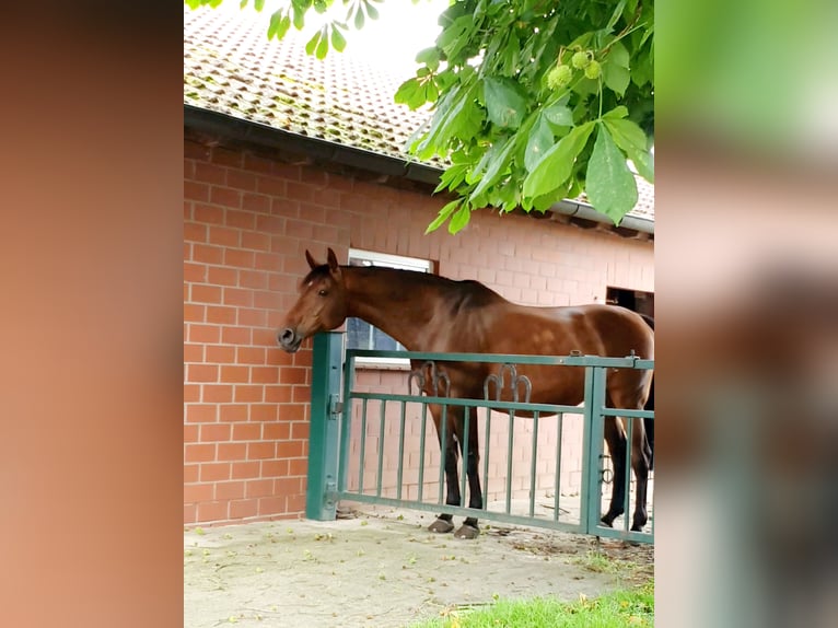 Schwedisches Warmblut Stute 15 Jahre 167 cm Brauner in Ladbergen