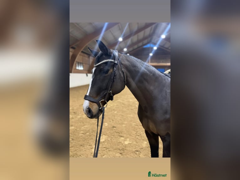 Schwedisches Warmblut Stute 18 Jahre 165 cm Dunkelbrauner in yngsj&#xF6;