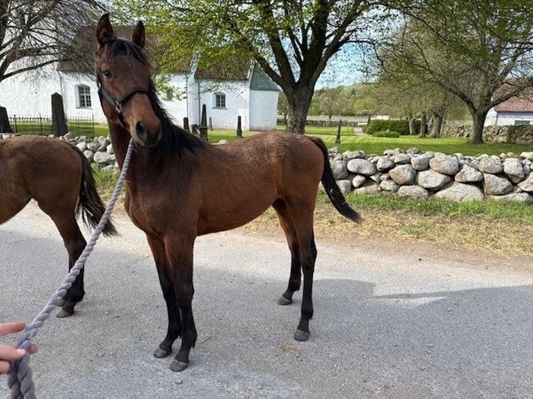 Schwedisches Warmblut Stute 1 Jahr 165 cm Brauner in Sjöbo