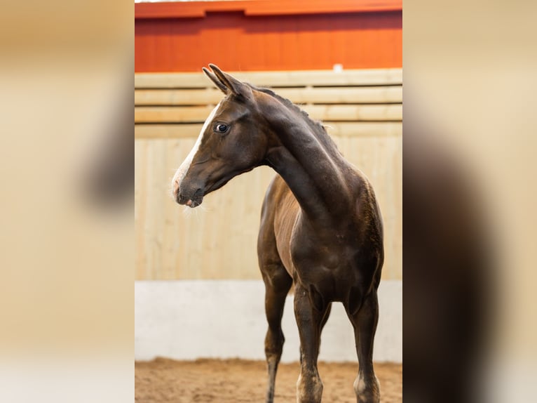 Schwedisches Warmblut Stute 1 Jahr 165 cm Dunkelfuchs in Köpingsvik