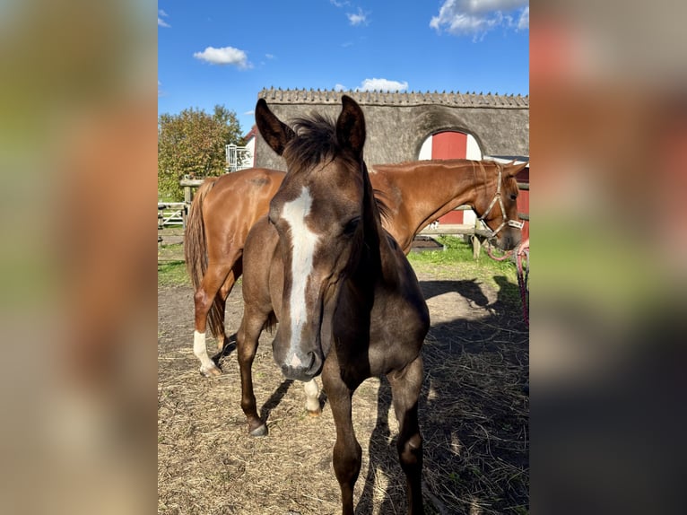 Schwedisches Warmblut Stute 1 Jahr 168 cm Schimmel in Lund