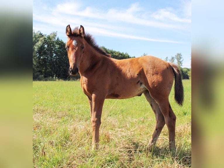 Schwedisches Warmblut Stute 1 Jahr 169 cm Brauner in Blentarp