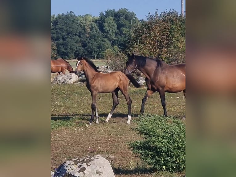 Schwedisches Warmblut Stute 1 Jahr 170 cm Roan-Bay in VÄSTERÅS