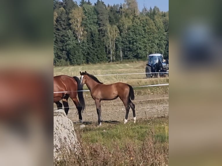 Schwedisches Warmblut Stute 1 Jahr 170 cm Roan-Bay in VÄSTERÅS