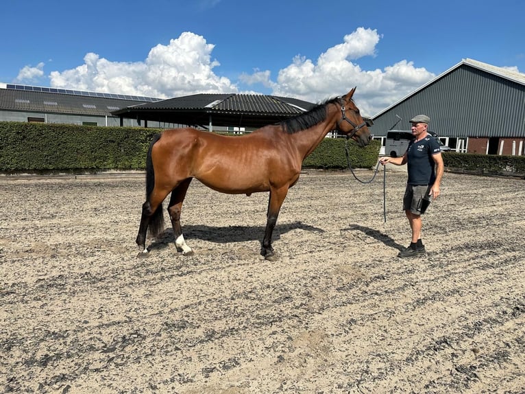 Schwedisches Warmblut Stute 20 Jahre 166 cm Brauner in GROTE-BROGEL