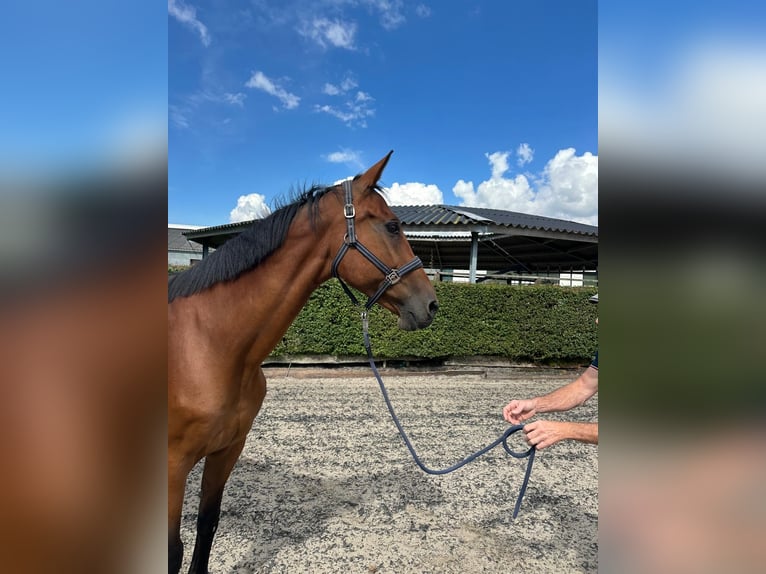 Schwedisches Warmblut Stute 20 Jahre 166 cm Brauner in GROTE-BROGEL