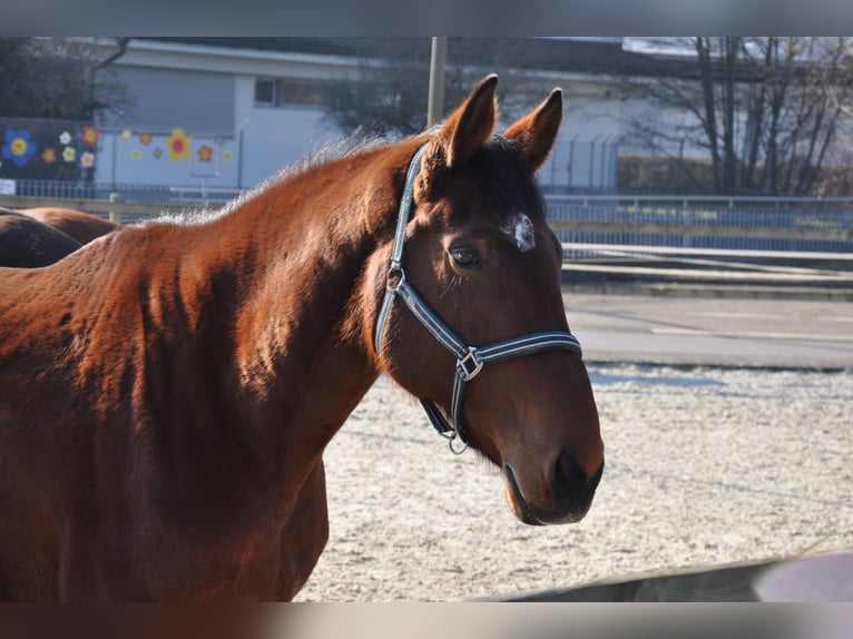 Schwedisches Warmblut Stute 20 Jahre 174 cm Brauner in Schötz