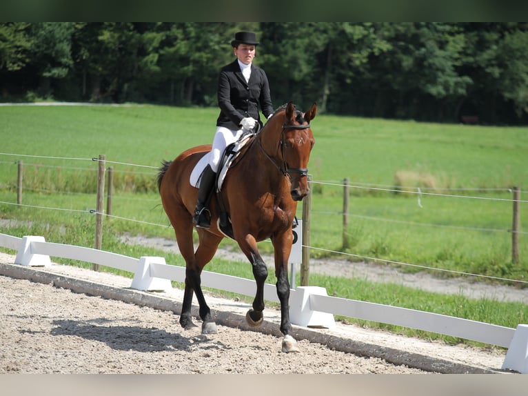 Schwedisches Warmblut Stute 20 Jahre 174 cm Brauner in Schötz