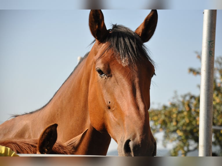 Schwedisches Warmblut Stute 20 Jahre 174 cm Brauner in Schötz