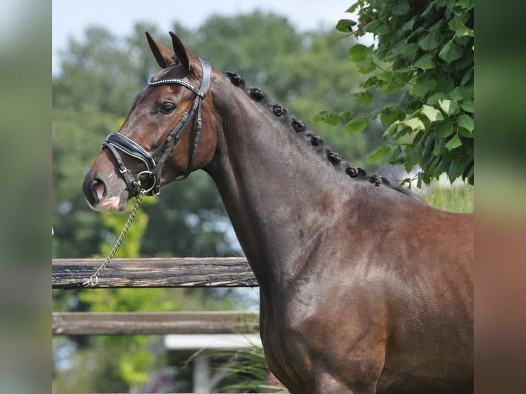 Schwedisches Warmblut Stute 3 Jahre 155 cm Dunkelbrauner in Lunteren