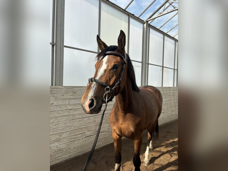 Schwedisches Warmblut Stute 3 Jahre 168 cm Brauner in Tungelsta