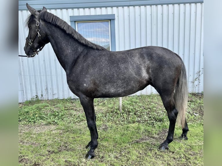 Schwedisches Warmblut Mix Stute 3 Jahre 168 cm White in Skellefteå