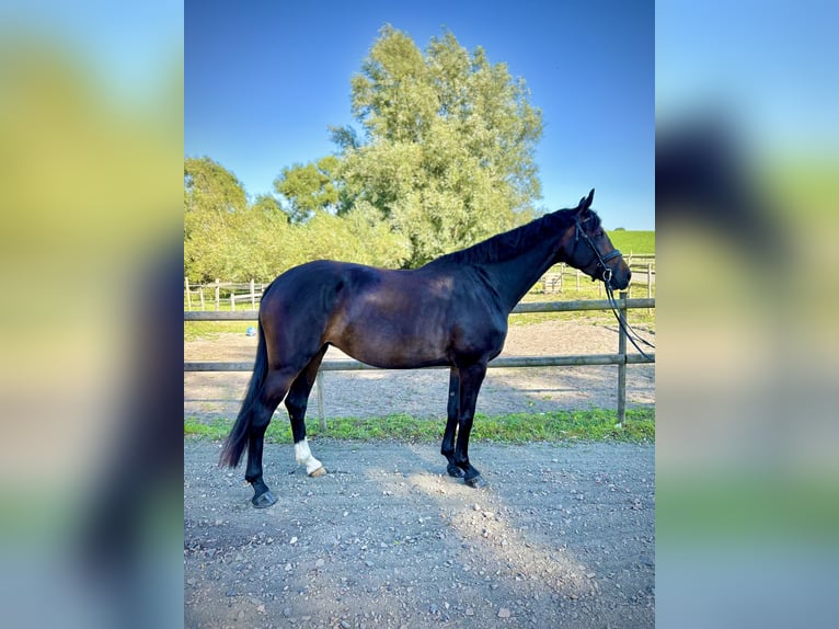 Schwedisches Warmblut Stute 4 Jahre 169 cm Brauner in Richmond